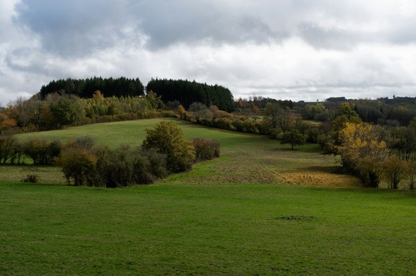 ¿Qué razas de perros son las más adecuadas para la caza?